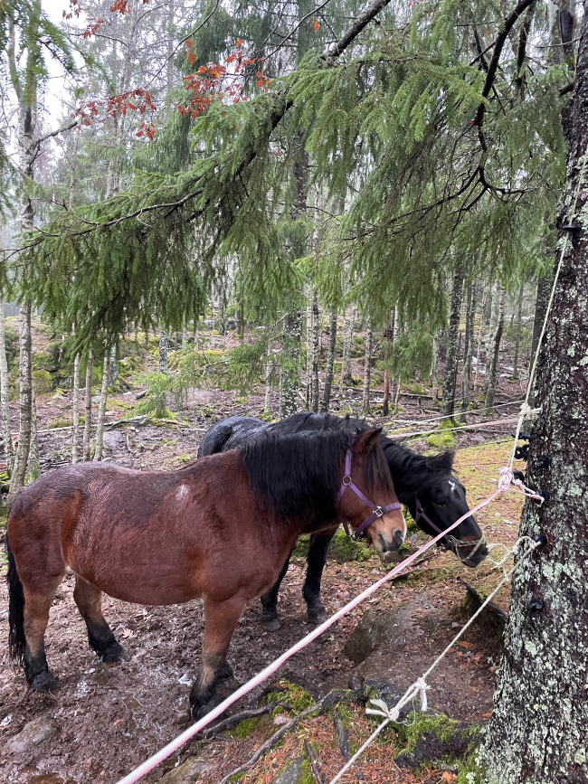 Foto: Konstanse Reistad Hester på Vangen